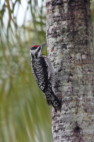 Woodpecker dining on a Christmas palm tree Fort Myers, Florida United States