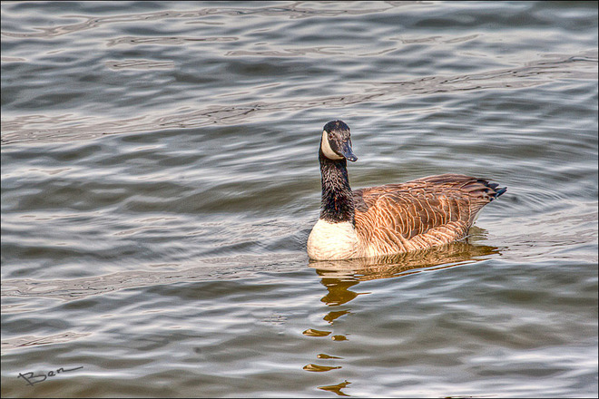 Canada Goose Burlington, Ontario Canada