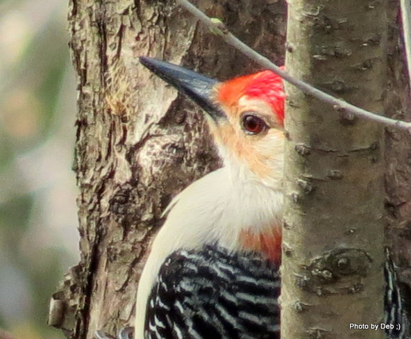 redheaded woodpecker Kitchener, Ontario Canada