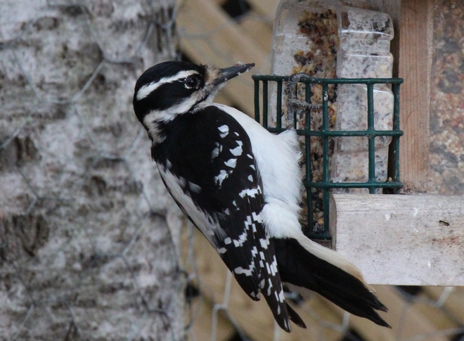 Female Hairy Woodpecker 