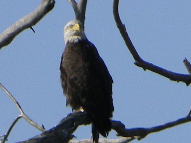 bald eagle Niagara Falls, Ontario Canada