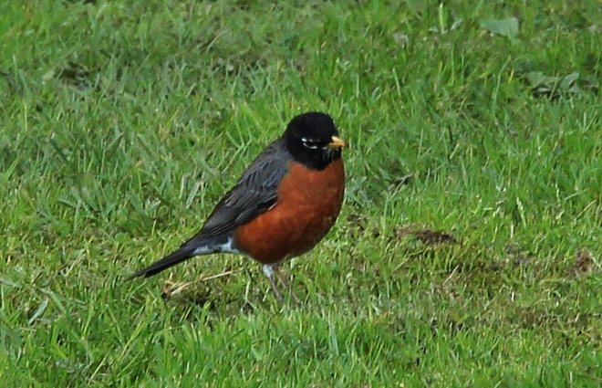 Robin on grass Surrey, British Columbia Canada