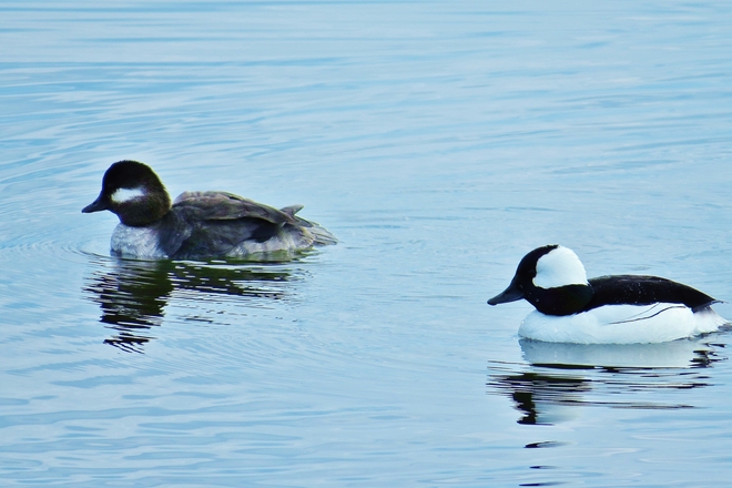 A pair of Bufflehead ducks cruising the open water. North Bay, Ontario Canada