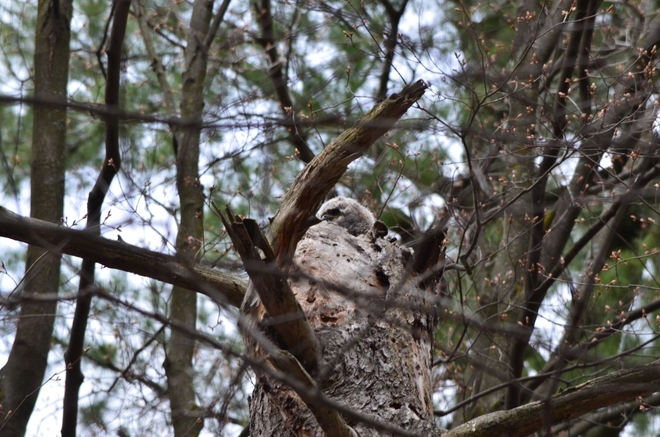 Great Horned Owlet Ottawa, Ontario Canada