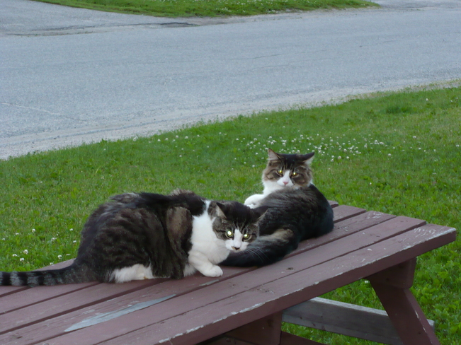 Chilling out on the picnic table Kapuskasing, Ontario Canada