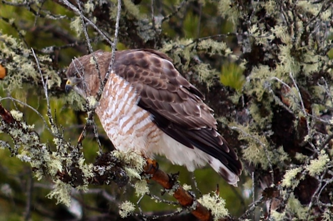 Broad-winged hawk Geraldton, Ontario Canada