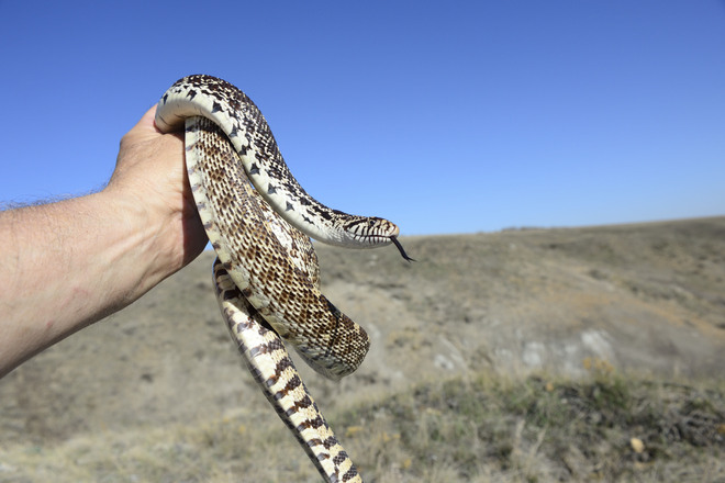 Bull snake. Brooks, Alberta Canada