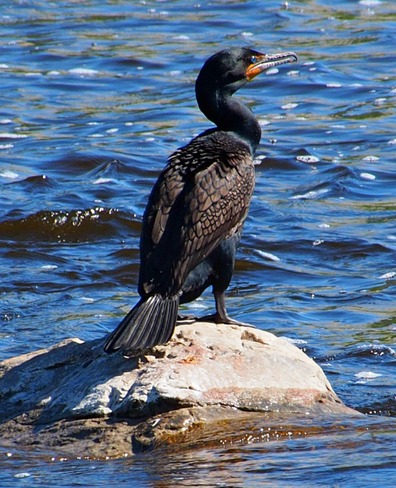 cormorant Ottawa, Ontario Canada