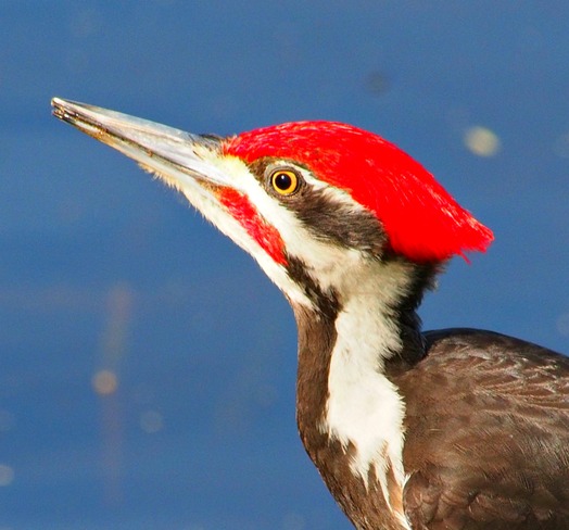 woodpecker Ottawa, Ontario Canada