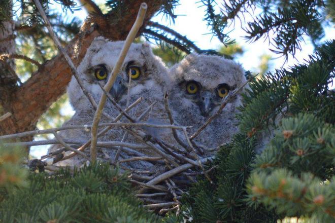 Baby Horned Owls Oyen, Alberta Canada