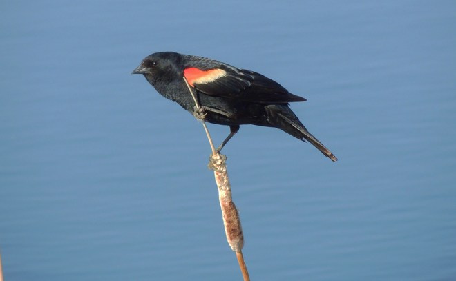 Red-Winged Blackbird Regina, Saskatchewan Canada