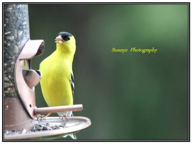 Goldfinch Brampton, Ontario Canada