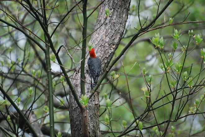 Red-Bellied Woodpecker Wiarton, Ontario Canada