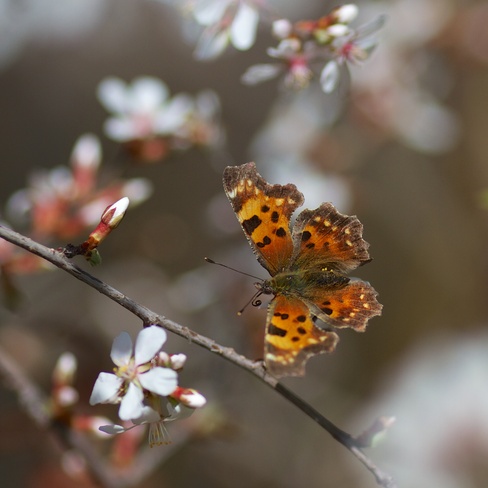 Comma Butterfly on cherry 2 