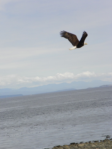 Eagle in flight Campbell River, British Columbia Canada