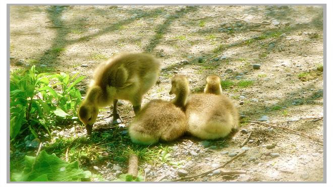 goslings baby geese Port Hope, Ontario Canada