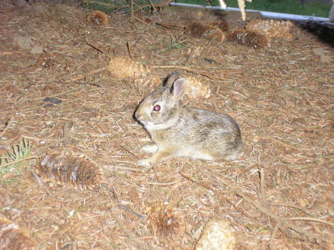 Baby bunny London, Ontario Canada