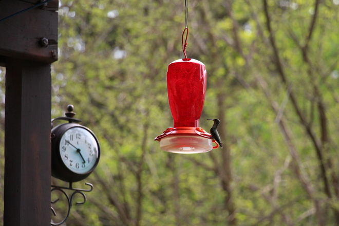 It's about time the hummingbirds return Kitchener, Ontario Canada