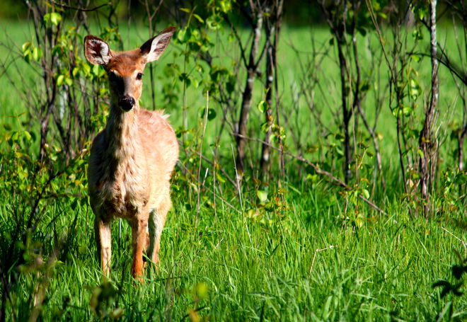 Deer Ottawa, Ontario Canada