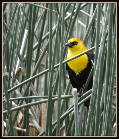 Yellow headed black bird. Vernon, British Columbia Canada
