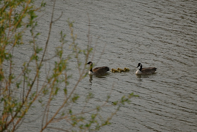 Goslings out for a swim Airdrie, Alberta Canada