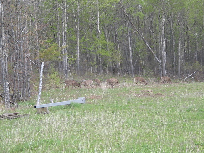 deer Antigonish, Nova Scotia Canada