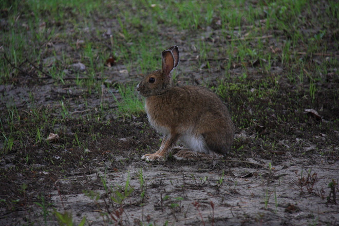 Snowshoe rabbit changing colour Gooderham, Ontario Canada