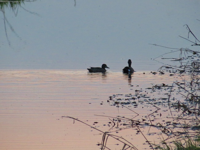 Ducks at sun set Enoch, Alberta Canada