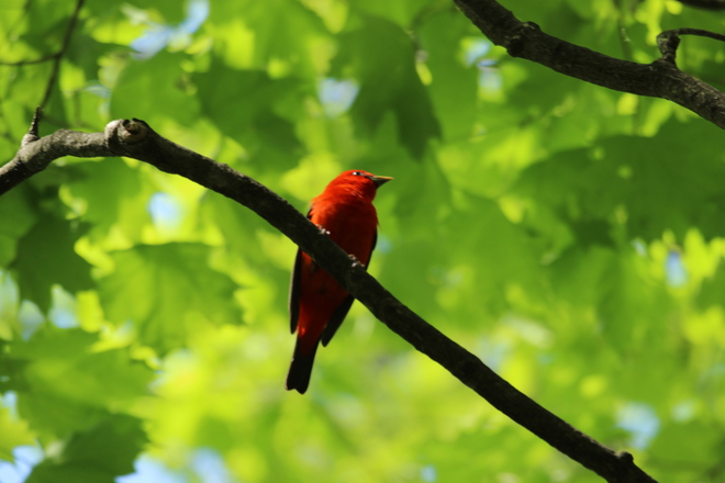 Scarlet Tanager Ottawa, Ontario Canada