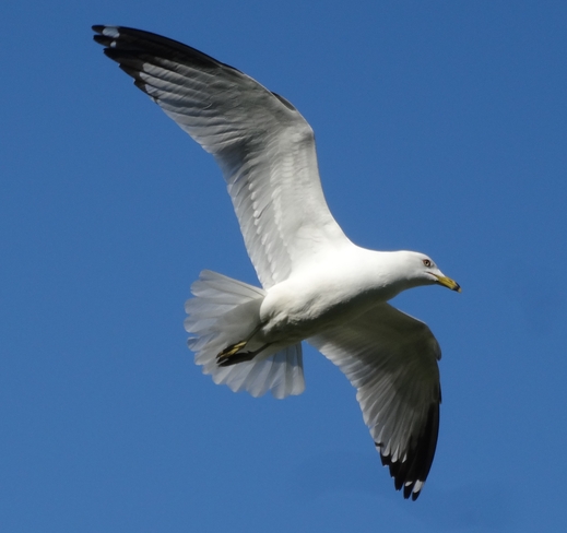 Seagull Toronto, Ontario Canada