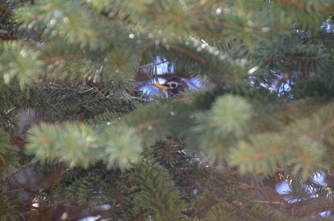 Robin peeking through evergreen 