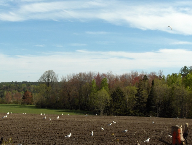 Seagulls in the farmers field Massey, Ontario Canada