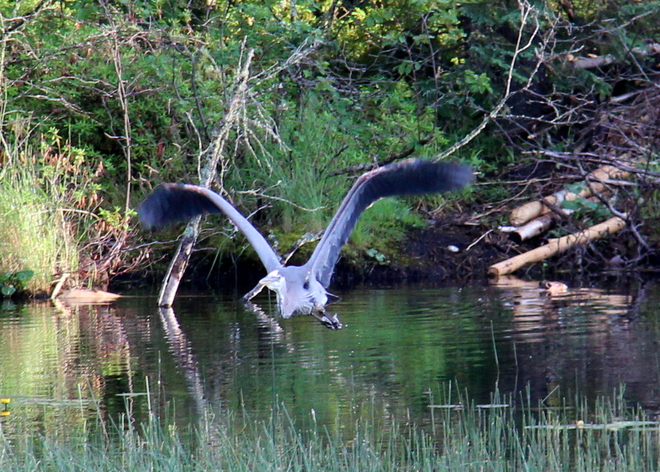 Heron Waskesiu Lake, Saskatchewan Canada
