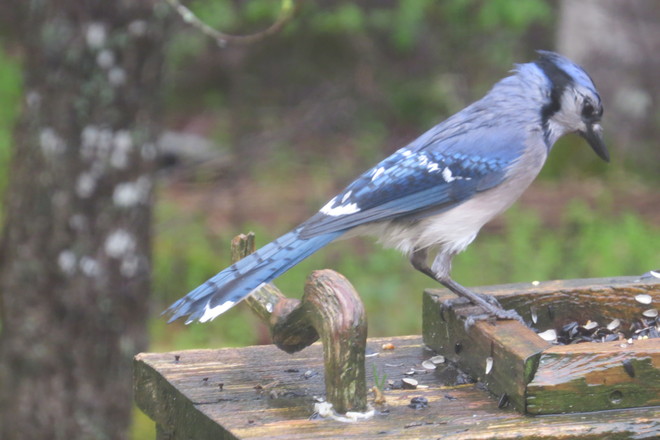 Blue Jay, Wet Chester, Nova Scotia Canada