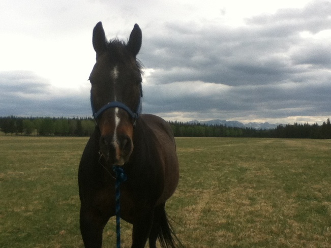 cloudy skys horse Hinton, Alberta Canada