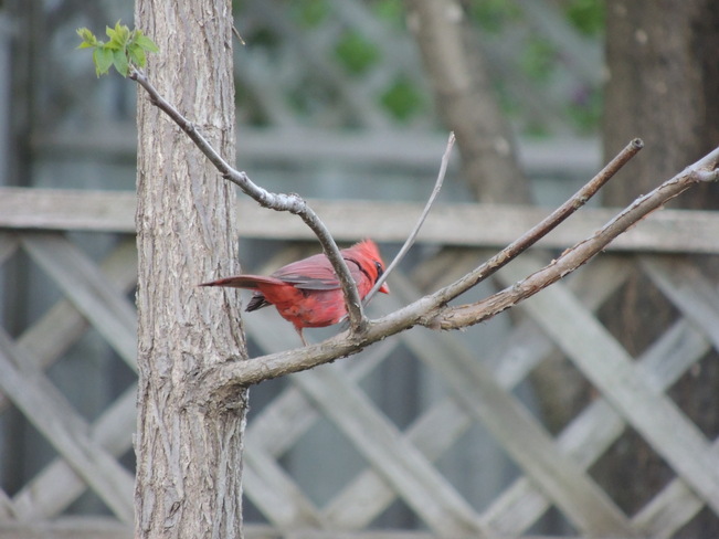 Cardinal Newmarket, Ontario Canada