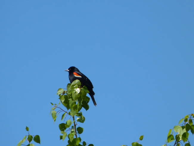 Red-winged Blackbird Okotoks, Alberta Canada