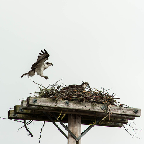Mom coming to the nest Upper Tantallon, Nova Scotia Canada