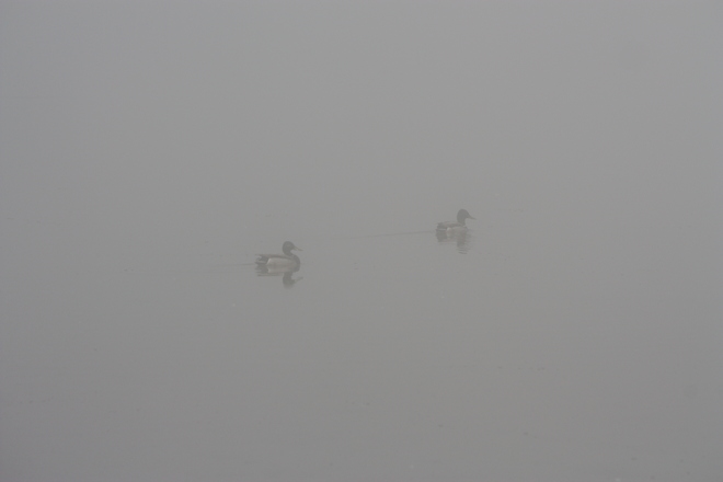 Foggy Morning Ducks 