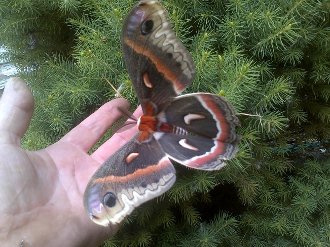 Robin Moth Chatham, Ontario Canada