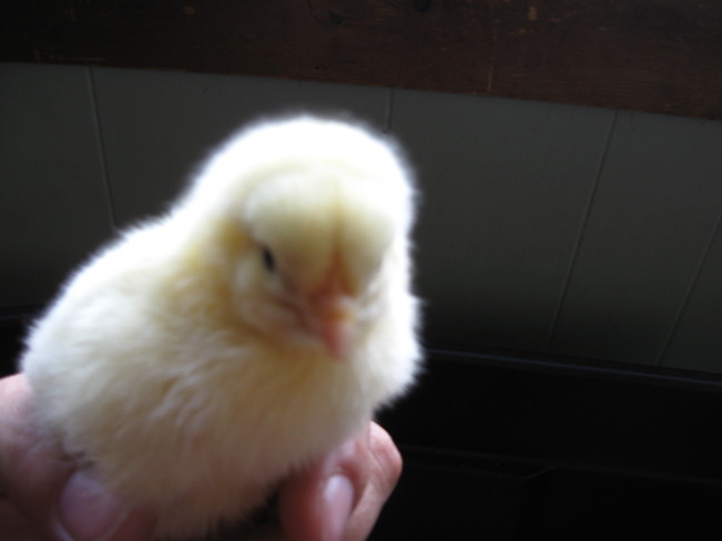 chick Antigonish, Nova Scotia Canada