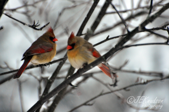 Female Cardinals Metcalfe, Ontario Canada