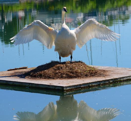 Swan stretch after sitting on eggs for a long time Scarborough, Ontario Canada