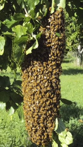 Bee Swarm Monte Creek, British Columbia Canada