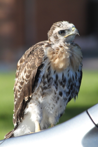 Baby Hawk Mississauga, Ontario Canada