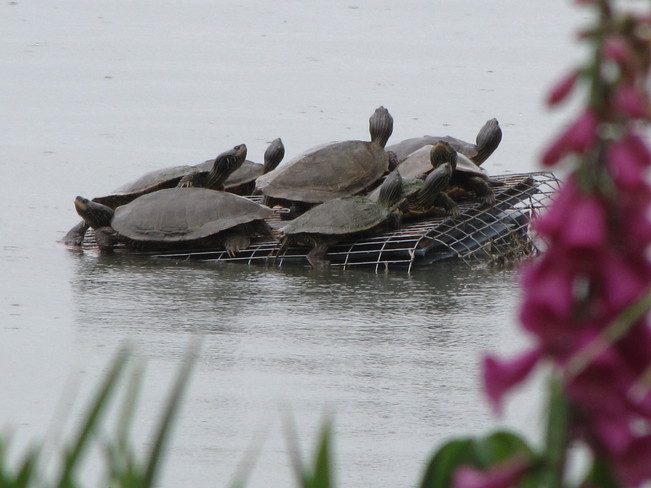 Turtles enjoying the sun Amherstburg, Ontario Canada