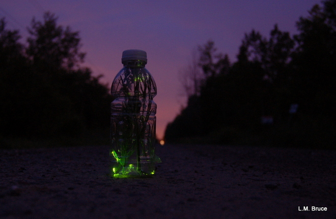 Lightning Bugs in a Bottle 