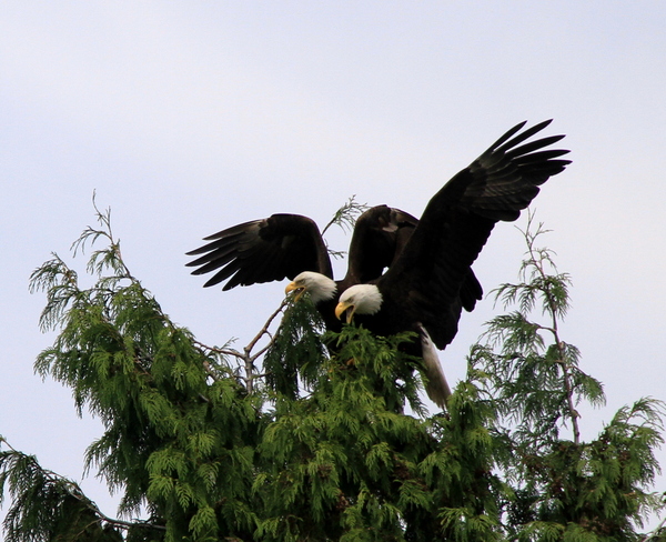 Elusive Two headed Eagle West Vancouver, British Columbia Canada