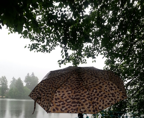 An umbrella day Coquitlam, British Columbia Canada
