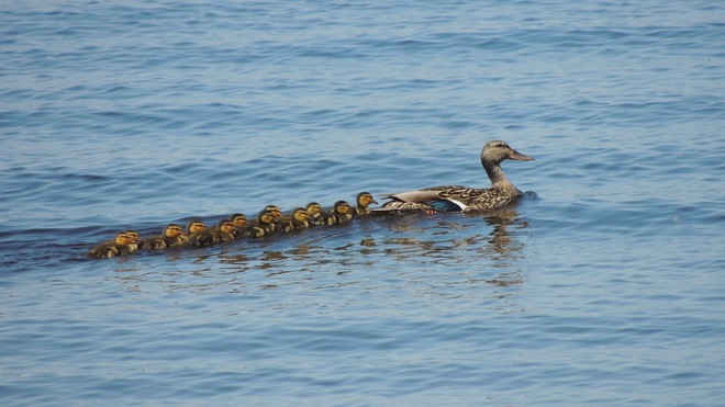 duck and 11 ducklings Ottawa, Ontario Canada